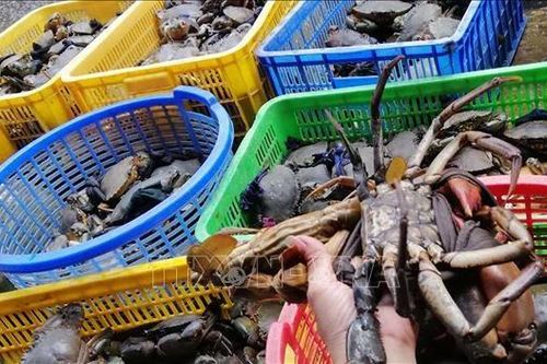 Nông dân vùng U Minh Thượng trúng giá cua biển, tôm càng xanh