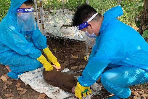 Bình Phước: Một người chết vì bị chó dại cắn