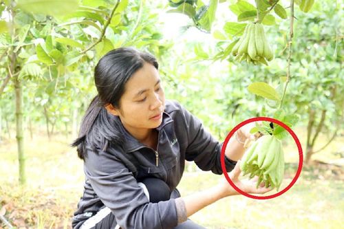 Chị nông dân bỏ túi 1 tỷ đồng/năm nhờ trồng cây 'chiêu tài, hút lộc'