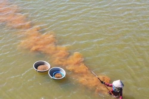 Thứ xưa ít ai ăn nay thành đặc sản dân phố 'săn lùng', 90.000 đồng/kg