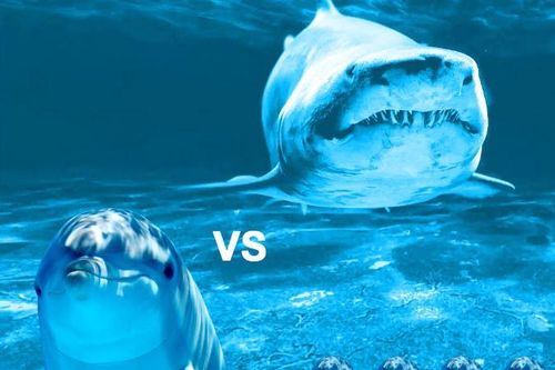 Vì sao cá mập lại sợ cá heo?