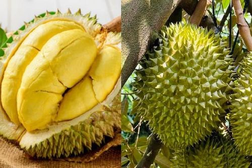 Sầu riêng thơm ngon béo ngậy nhưng lại là loại quả nóng, những đối tượng nào nên kiêng ăn?