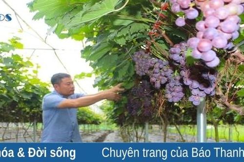 Anh nông dân với bí quyết trồng giống nho Hạ Đen 'hái ra tiền'