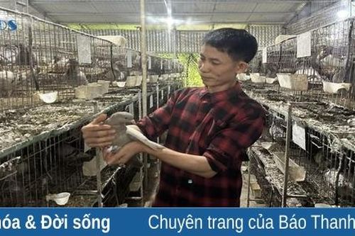Làm giàu từ mô hình nuôi chim bồ câu thương phẩm