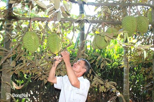 Đích đến của nông nghiệp đô thị vùng Tây Nam