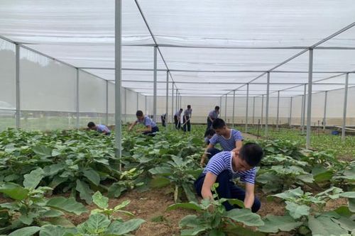 Màu xanh trên vùng cát trắng