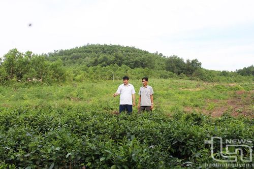 Người dân 'ngóng sổ đỏ' từ đất nông, lâm trường bàn giao
