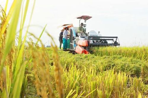 Nông dân Đà Nẵng làm giàu từ cây trồng cũ với những cách làm mới