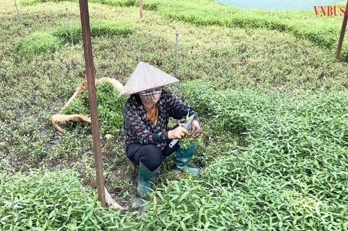 Trồng rau gia vị hiệu quả, nông dân Tân Minh chuyển mình cùng thời cuộc