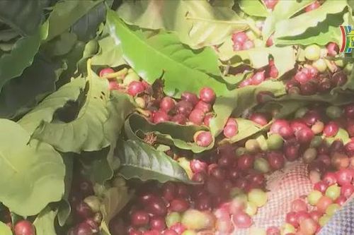 Tăng mạnh xuất khẩu nông sản Việt sang thị trường Nga