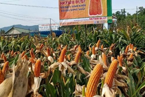 Trùng Khánh gieo trồng 7.617 ha vụ xuân