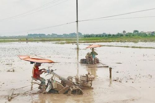 Hướng tới vụ lúa mùa thắng lợi: Bảo đảm cơ cấu giống, khung thời vụ tốt nhất