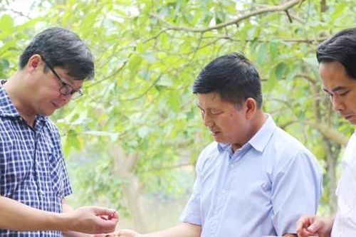 Sơn Tây phát triển nông nghiệp gắn với du lịch