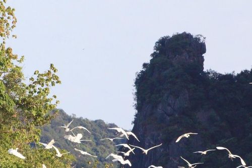 Đàn cò trắng trên vịnh Hạ Long