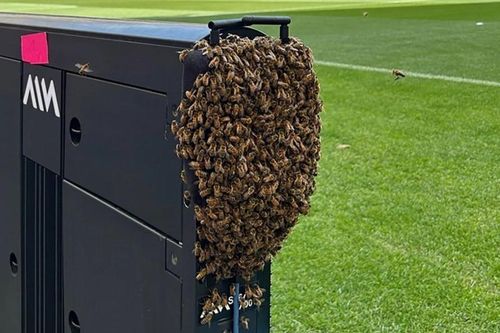 Khoảnh khắc bầy ong xâm chiếm sân vận động EURO 2024