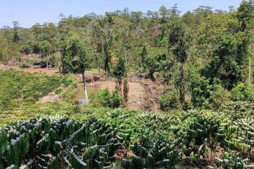Có thể chuyển một phần đất trồng cây sang đất ở?