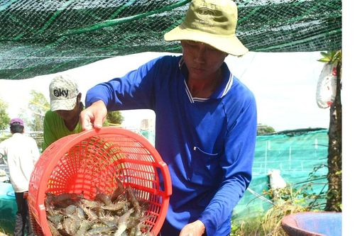 ĐBSCL: Giá tôm, cá tra nguyên liệu giảm mạnh