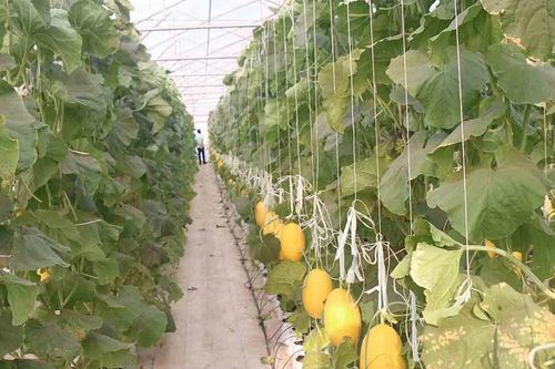 Bình Thuận phủ xanh nhiều khu vực sa mạc hóa