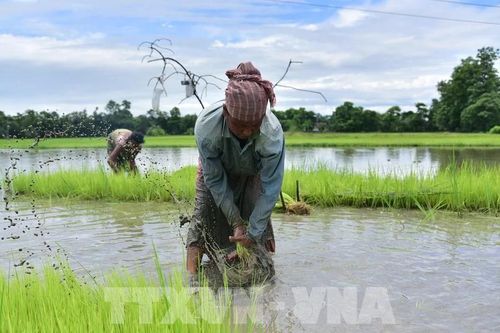 Nông nghiệp Ấn Độ chịu nhiều sức ép do thiếu mưa