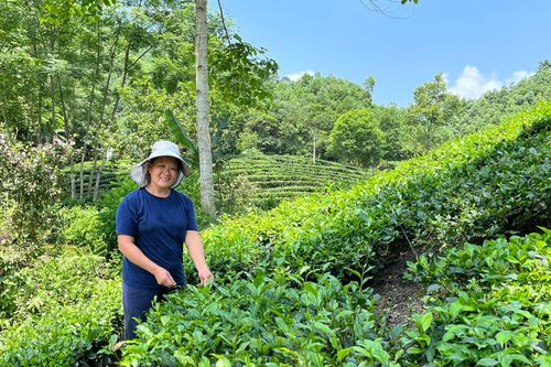 Phát triển mô hình trồng chè mở ra cơ hội thoát nghèo cho đồng bào DTTS