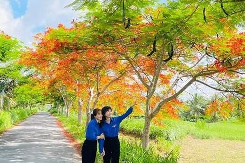 Tuyến đường hoa phượng làm đẹp quê hương xứ dừa