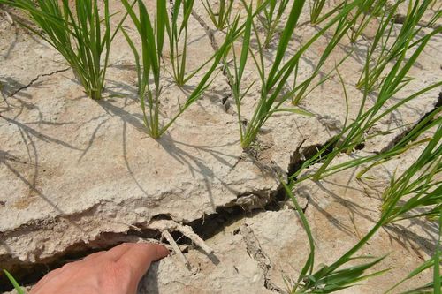 350 ha lúa ở Nghi Lộc bị hạn nặng do nắng nóng kéo dài