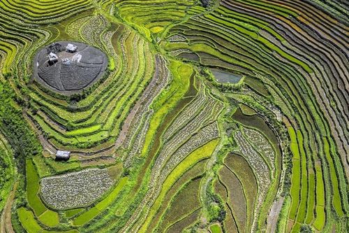 Về Hòa Bình ngắm lúa chín trên những thửa ruộng bậc thang Miền Đồi