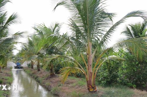 Trà Vinh: Hướng đến khai thác tiềm năng tín chỉ carbon từ cây dừa