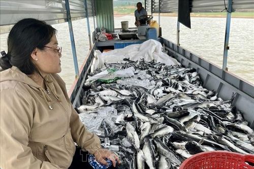 Hơn 25 tấn cá nuôi lồng bè ở lòng hồ thủy điện Ialy bị chết