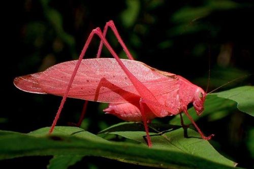 8 động vật màu hồng 'siêu cấp đáng yêu', có con hơn 200kg nhưng có con chỉ nặng vài gam!