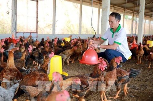 Bắc Giang kiểm soát tốt nhiều loại dịch bệnh trên gia súc, gia cầm