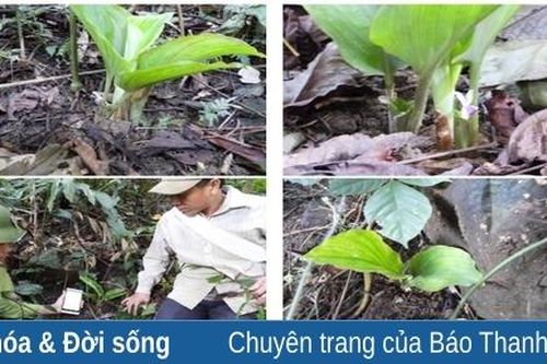 Bảo tồn và phát triển loài cây thuốc quý hiếm ngải đen ở Khu bảo tồn thiên nhiên Pù Luông