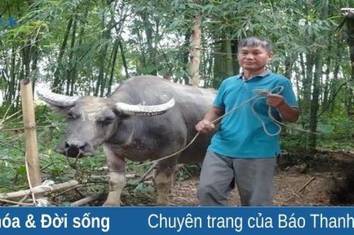 Thấp thỏm lo giá trâu, bò xuống thấp