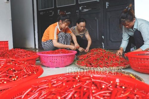 Mường Khương phát triển mạnh vùng trồng ớt