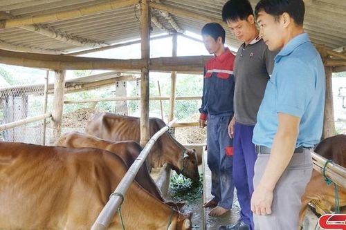 Chủ động phòng, chống dịch bệnh trên đàn vật nuôi