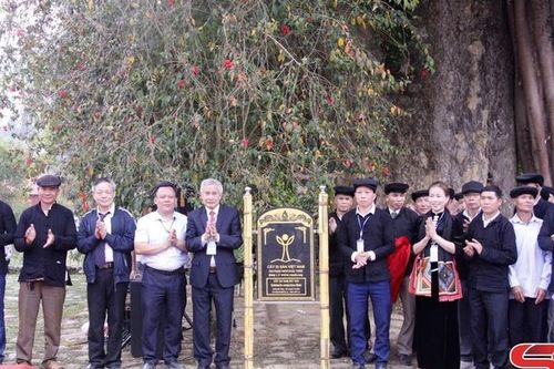Mường La bảo tồn, phát huy giá trị cây di sản
