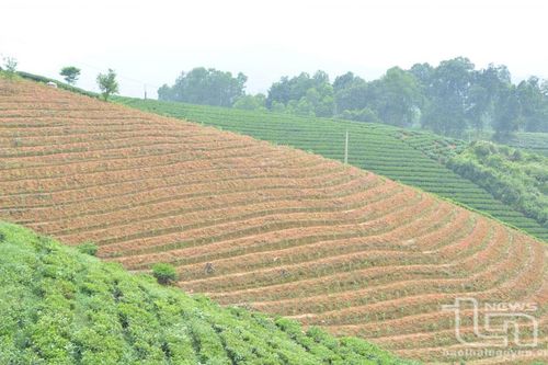 Đại Từ: Trồng thay thế 100ha chè