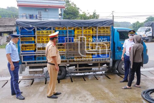 Phát hiện 1 tấn gia cầm không có giấy chứng nhận kiểm dịch