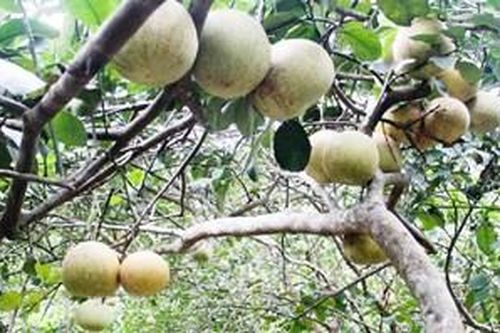 Mất mùa thanh trà