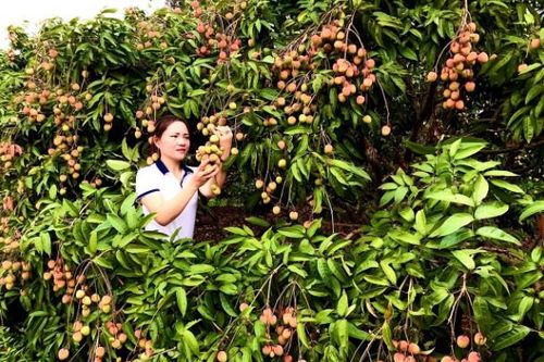 Doanh thu từ quả vải sớm của Bắc Giang cao kỷ lục từ trước đến nay