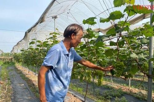 Sáng cửa làm giàu với nho Hạ đen ở một huyện ngoại thành Hà Nội