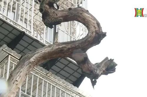 Hai cây sưa đỏ chết khô vẫn chưa được xử lý