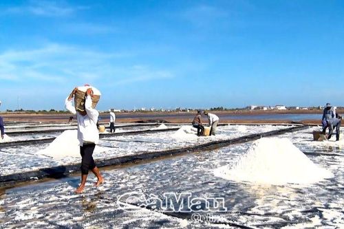 Triển vọng muối Bạc Liêu