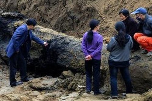 Lão nông 'khoe' phát hiện cây gỗ dài gần 20m tỏa mùi thơm: Cháu trai nhìn thấy lập tức báo cảnh sát, được khen thưởng 1 triệu đồng