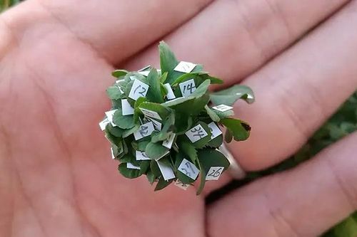 Người đàn ông Nhật Bản trồng được cỏ 63 lá siêu may mắn