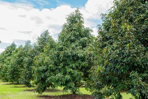Làm thế nào để chuyển đất trồng cây ăn quả thành đất ở?