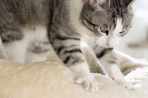 Bí ẩn đằng sau hành động 'nhào bột' của mèo