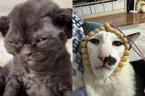 Loạt ảnh mèo ngáo khiến 'con sen' không nhịn nổi cười