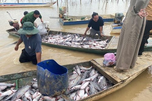 Hàng chục tấn cá chết bất thường trong lòng hồ thủy điện Ia Ly