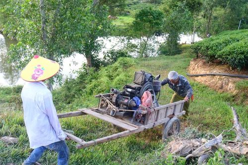 Nông dân Nghệ An 'chạy đua' với nắng nóng kéo dài để cứu cây chè